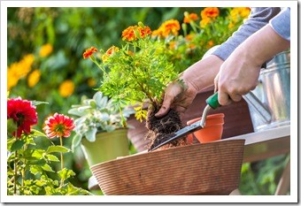 Spinal Health Gardening Amarillo TX